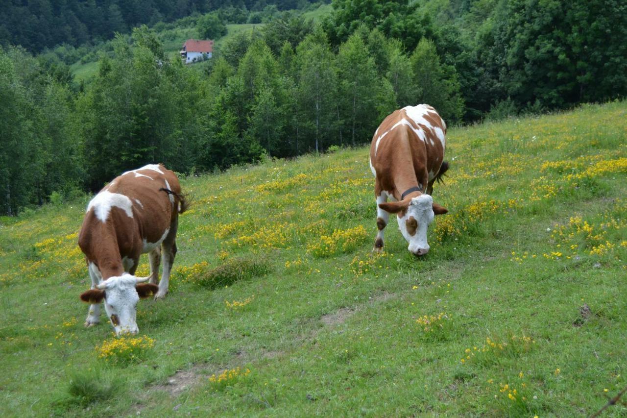 Bed and Breakfast Turizam Koturovic Ivanjica Esterno foto